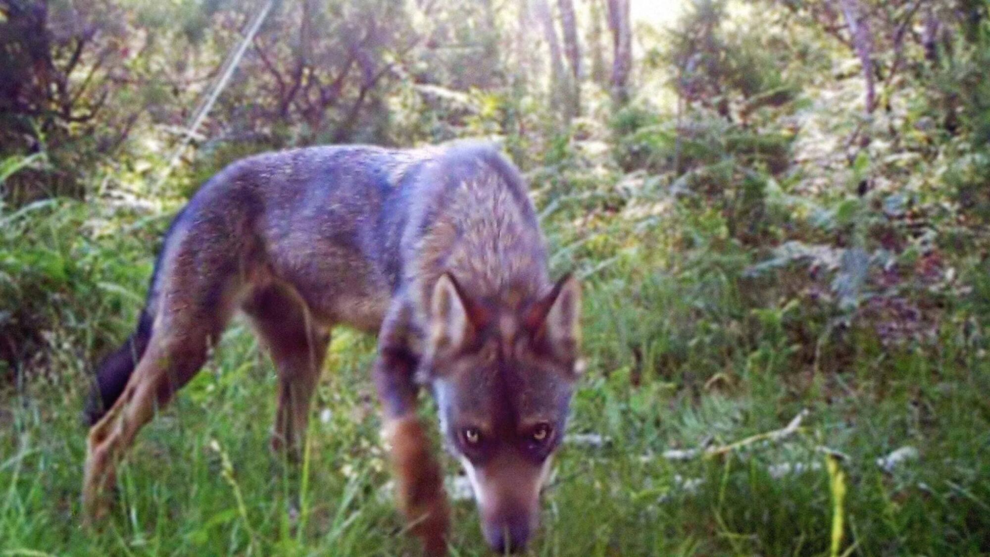 Imagen del largometraje Salvaxe, Salvaxe dirigido por Emilio Fonseca.